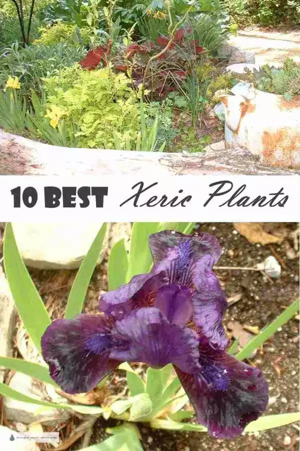 10 Best Xeric Plants