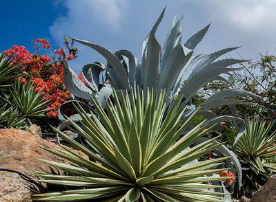 7 amazing agave types for the desert garden 21929592