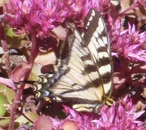 Anise-Swallowtail-butterfly