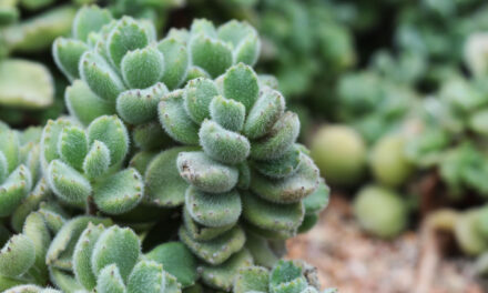What To Know Before Buying A Bear Paw Succulent