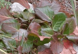 Bergenia-cordifolia