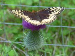Butterfly-on-bull-thistle-bloom