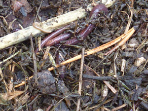 Compost-with-Earthworms