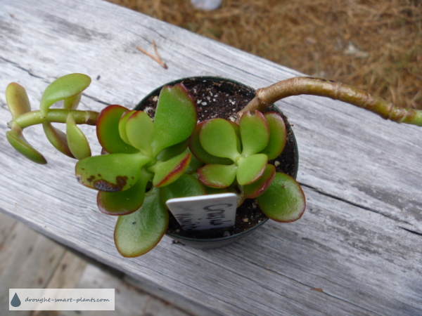 Jade Plants are easy to grow from cuttings