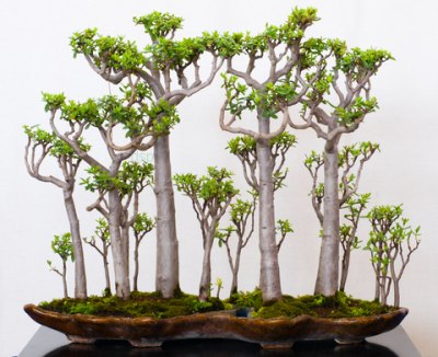 gorgeous crassula bonsai forest