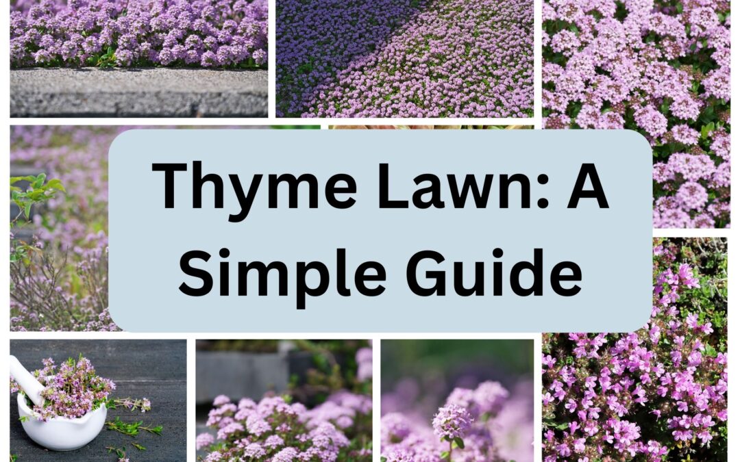 Thyme Lawn: A Simple Guide on Growing and Maintaining a Drought Resistant Lawn