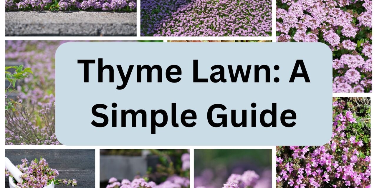 Thyme Lawn: A Simple Guide on Growing and Maintaining a Drought Resistant Lawn