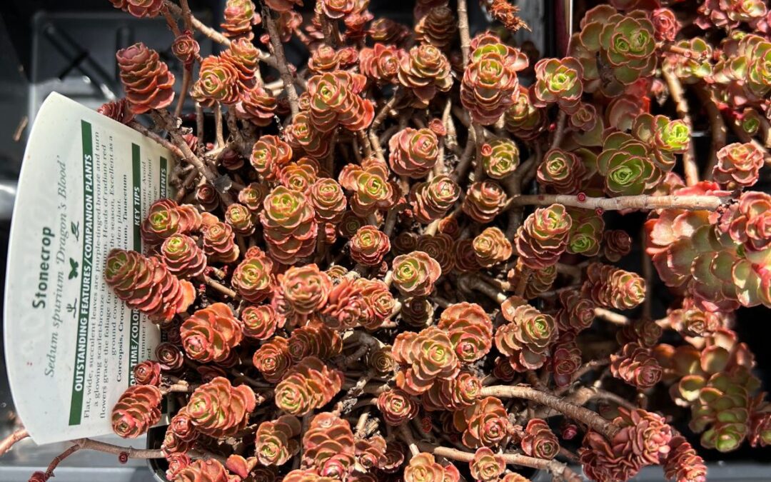 Dragon’s Blood Sedum: Everything You Need To Know