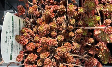 Dragon’s Blood Sedum: Everything You Need To Know