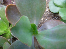 Echeveria-macrophylla