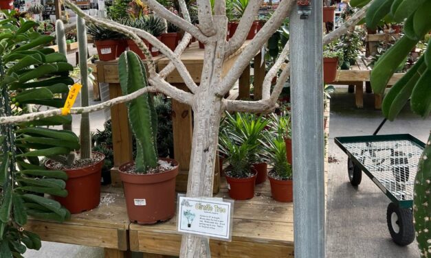 13 Succulent Trees to Enhance Your Indoor and Outdoor Spaces  