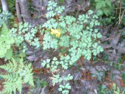 Groundcover-Corydalis-lutea