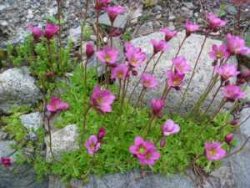 Groundcover-Saxifrage-Purple-Robe
