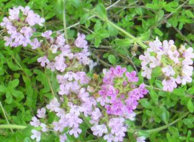 How-to-grow-Bressingham-Pink-thyme