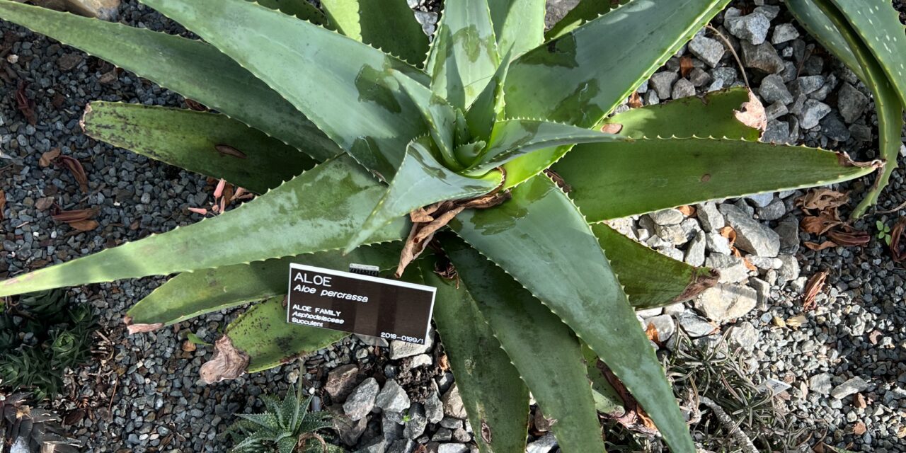 Aloe Plant Identification Chart And Proper Growing Tips
