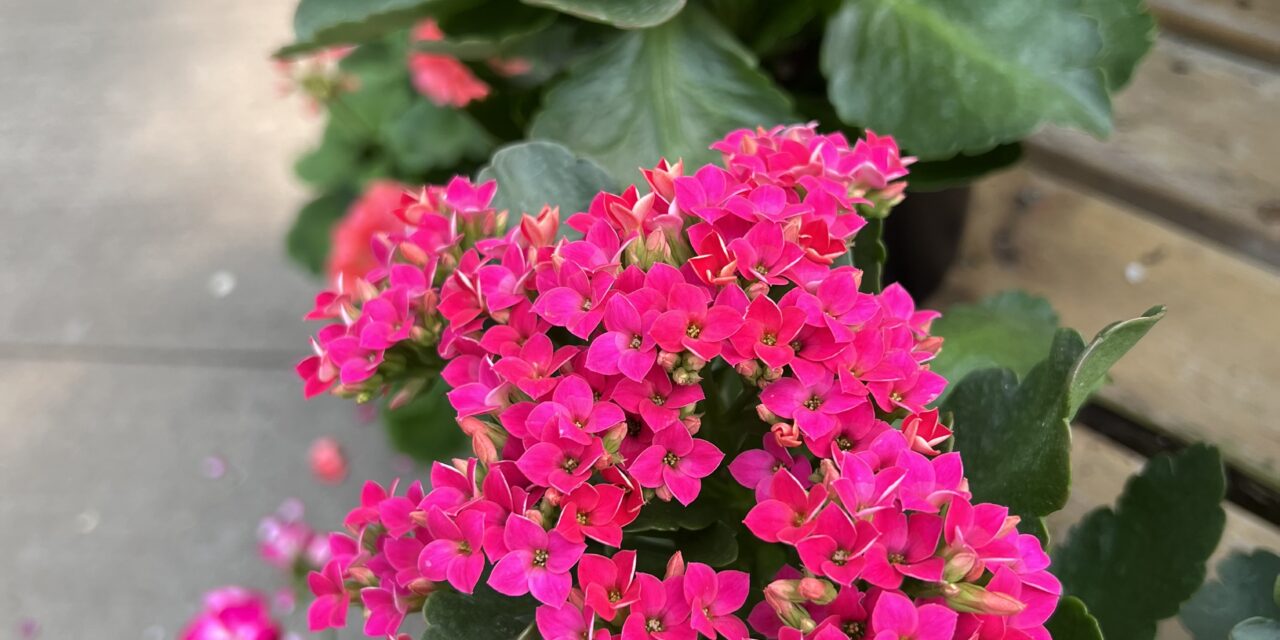 20+ Types of Kalanchoe: Care Tips With Images
