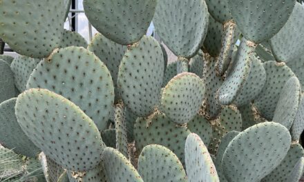 Types of Cactus Plants: The Ultimate Drought Plant Guide