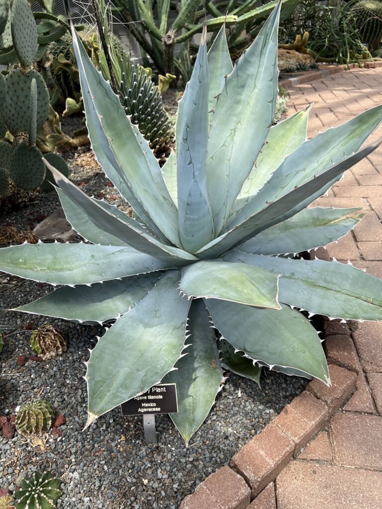 Agave growing above small cactus in Lewis Ginter botanical garden