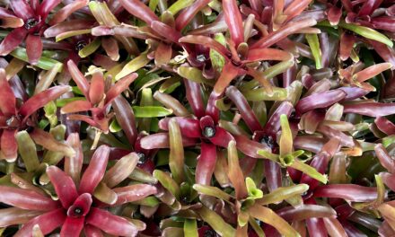 Types of Bromeliads: Care Guide with Pictures
