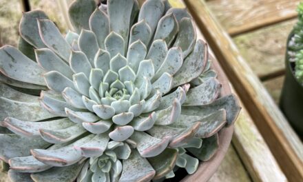 Transform Your Space With These 12 Korean Succulents