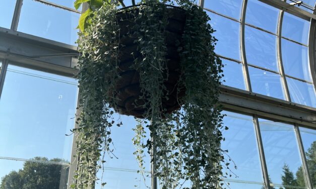 15 Hanging Succulents for Indoor and Outdoor Gardens 