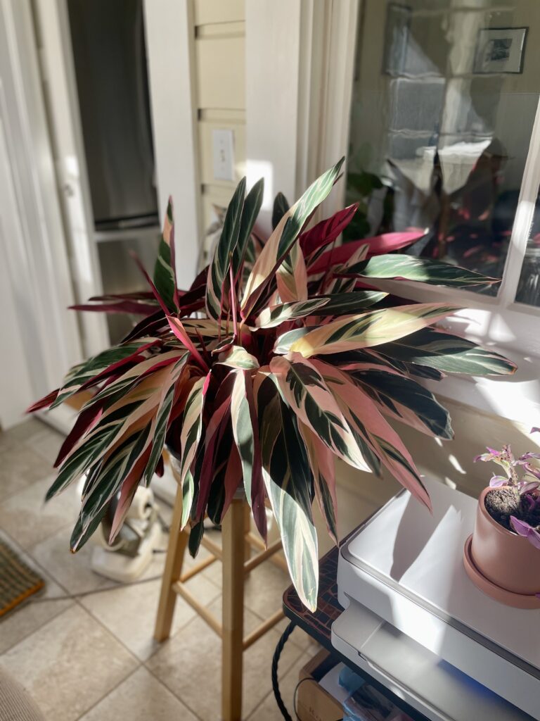 Large Triostar Stromanthe sitting on plant stand with dappled light striking it