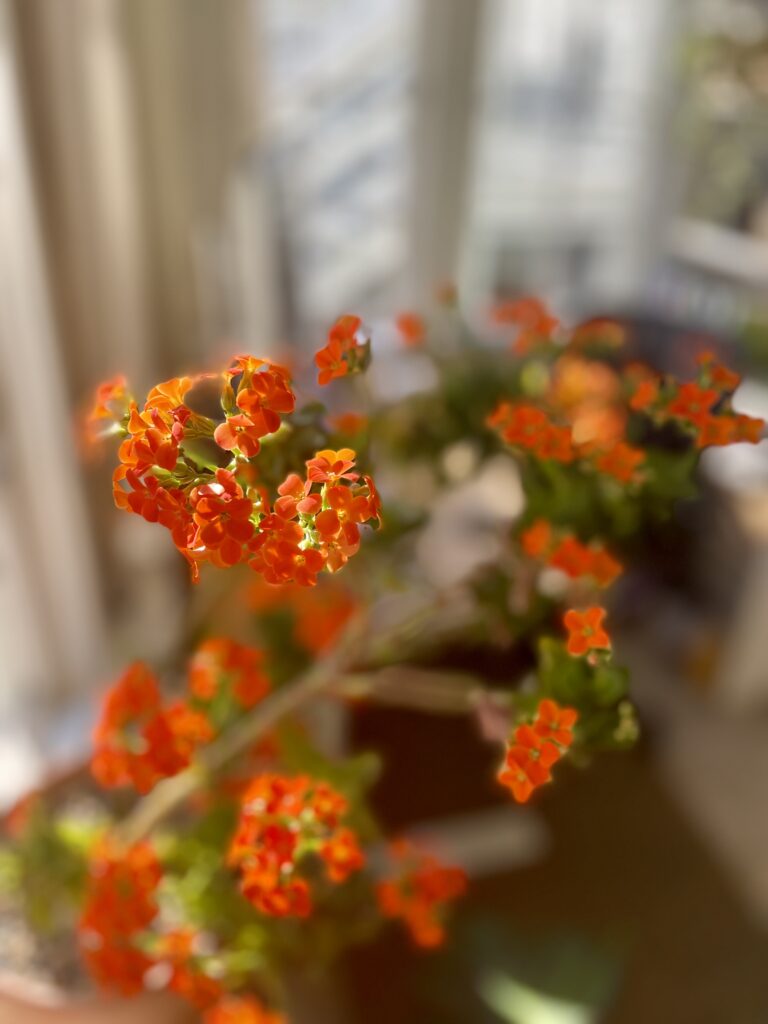 orange flowers of flaming katy