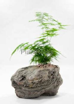 Plantrocks1