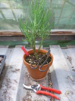 Pruning-succulents-Senecio-mandraliscae1.