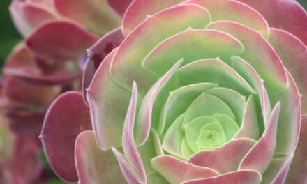 Rose Shaped Succulents That Are Perfect For Your Collection
