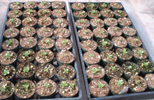 Succulent-plant-propagation-seed