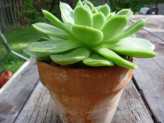 Succulent-plants-thumbnail