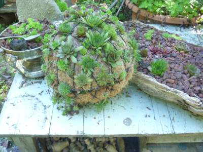 Sempervivum in a Succulent Sphere make a hardy and weather resistant focal point