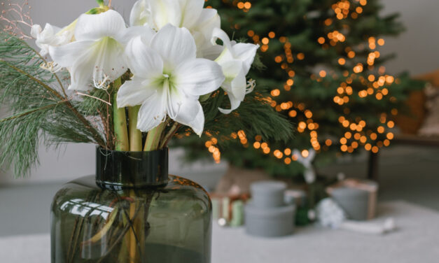10 Flowers That Bloom During Christmas
