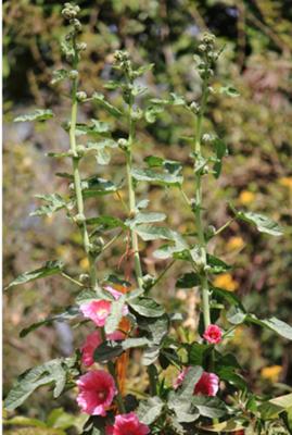 a-plant-was-photographed-in-egypt-no-identification-21624775.