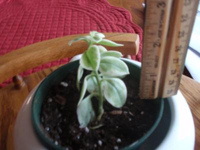 a small variegated succulent 21635380 4