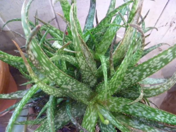 Aloe andongensis