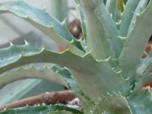 Aloe hechtia - close up