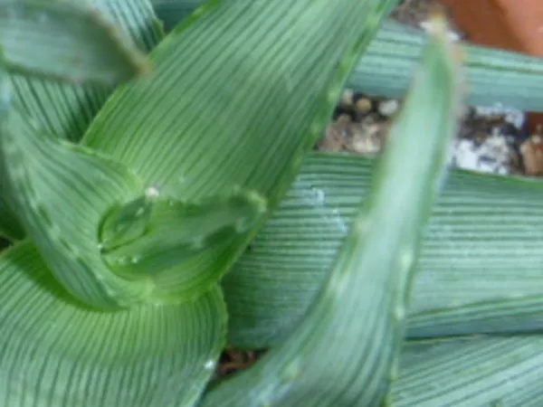 Aloe ibitensis - close up
