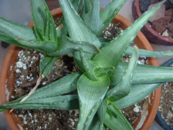 Aloe ibitensis