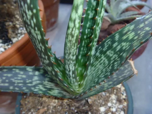 Aloe parvibracteata