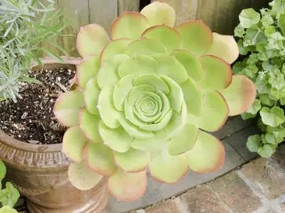 assume-this-is-an-echeveria-pls-help-me-get-more-specific