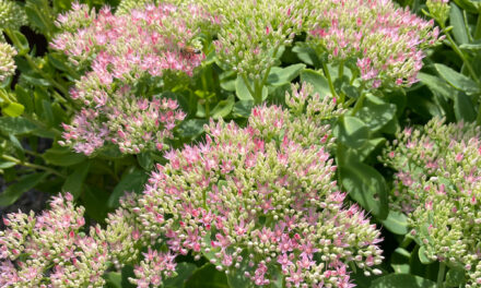Sedum Autumn Joy: Everything You Need to Know About this Classic Stonecrop