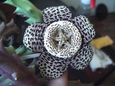 black-and-white-bloom on long tier succulent plant 21733713