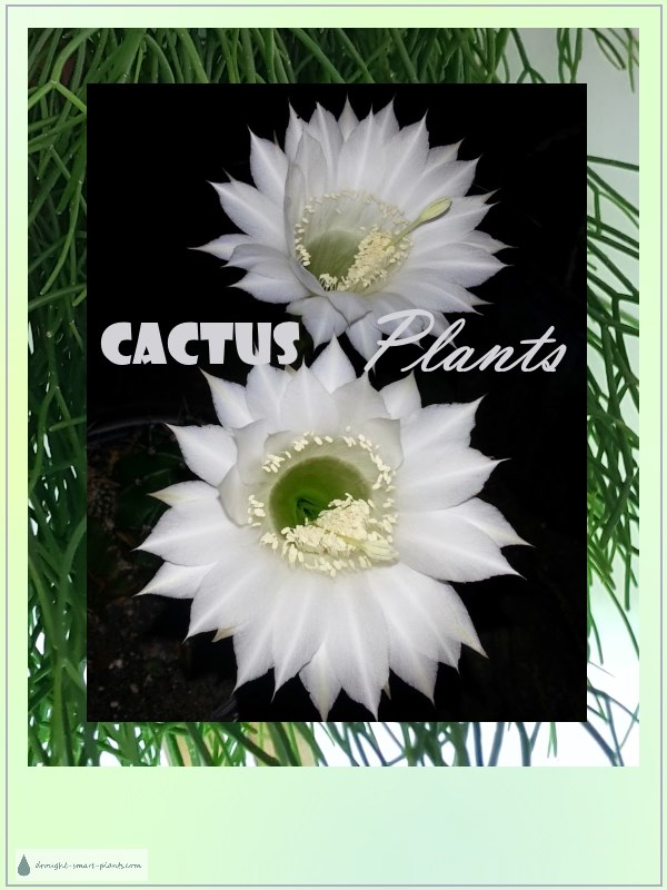 cactus-plants600x800