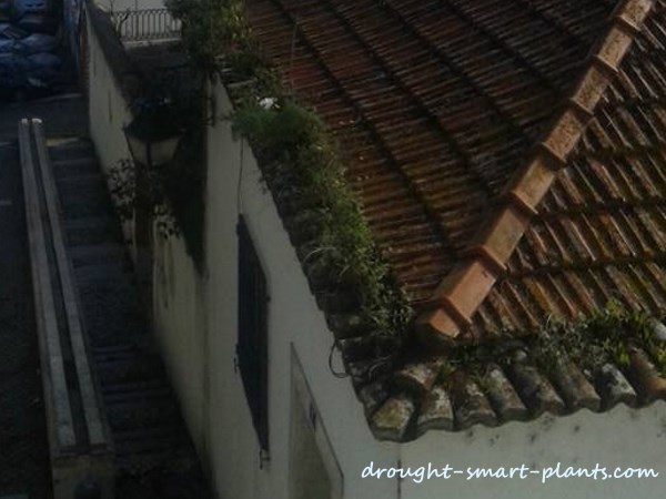clay-tile-green-roof-portugul1