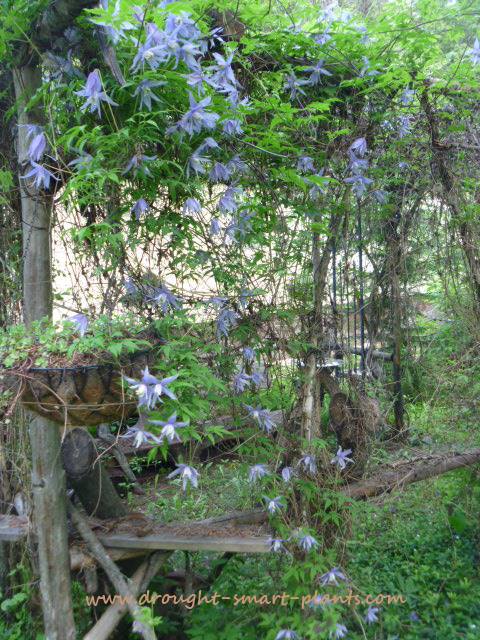clematis native bower