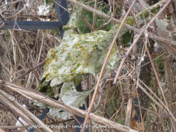 deer-skull-with-lichen