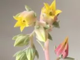 What Do I Do With My Succulent Flower Stalk?