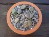 How to Grow Lithops